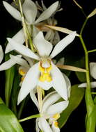 Image of Coelogyne nitida (Wall. ex D. Don) Lindl.