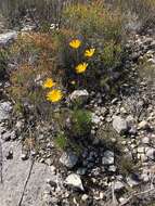 Euryops hebecarpus (DC.) B. Nordenst. resmi