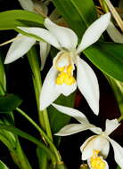 Image of Coelogyne nitida (Wall. ex D. Don) Lindl.