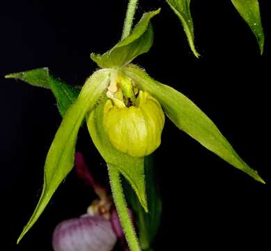 Image of Henry's Cypripedium