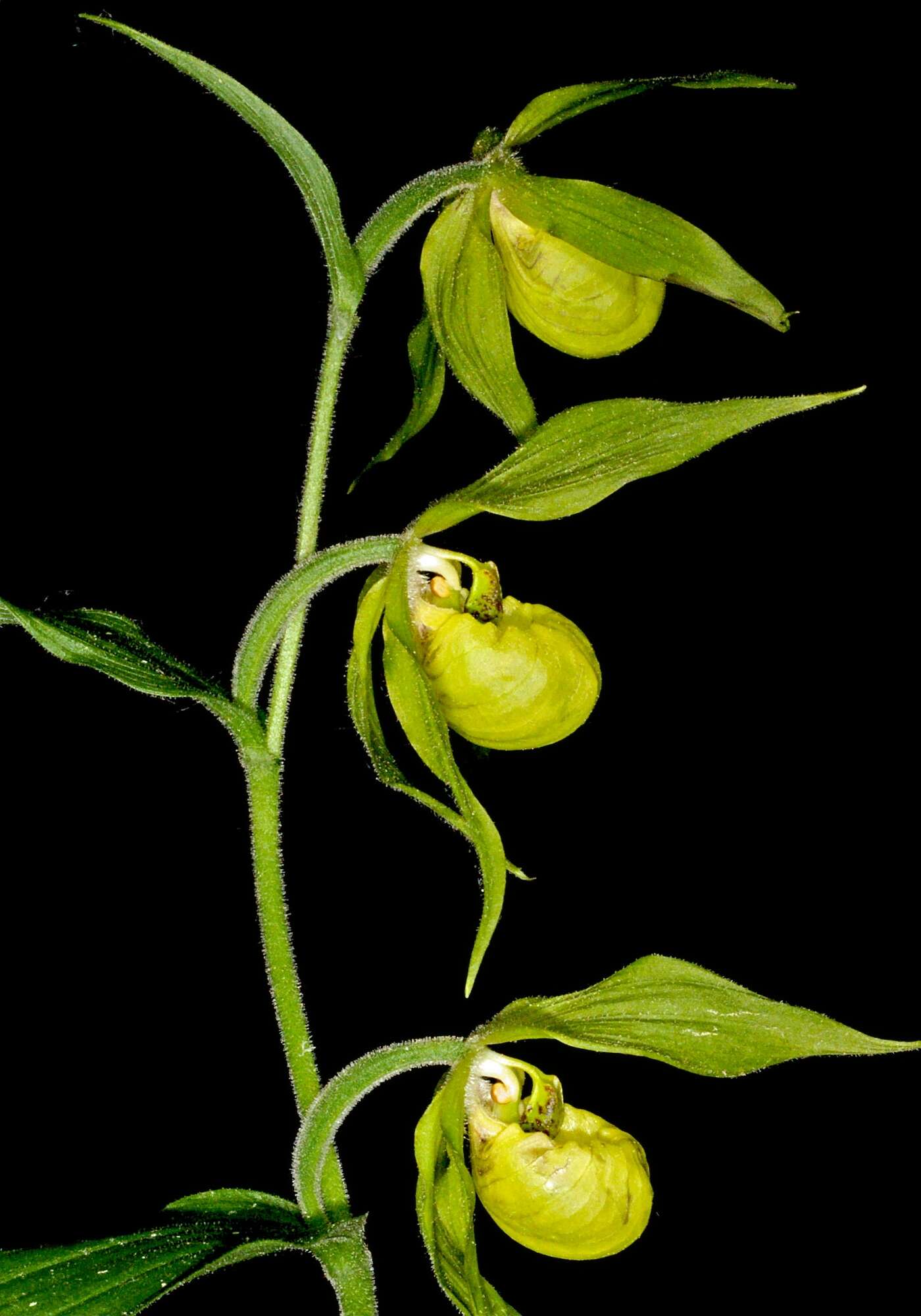 Image of Henry's Cypripedium