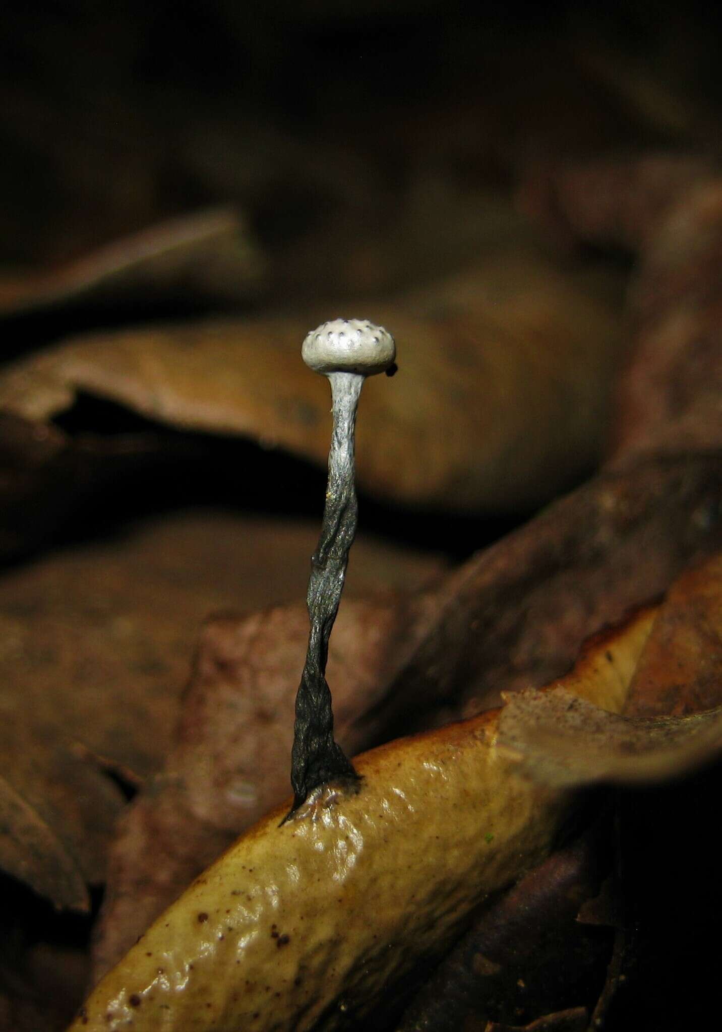 Image of Xylaria clusiae K. F. Rodrigues, J. D. Rogers & Samuels 1990