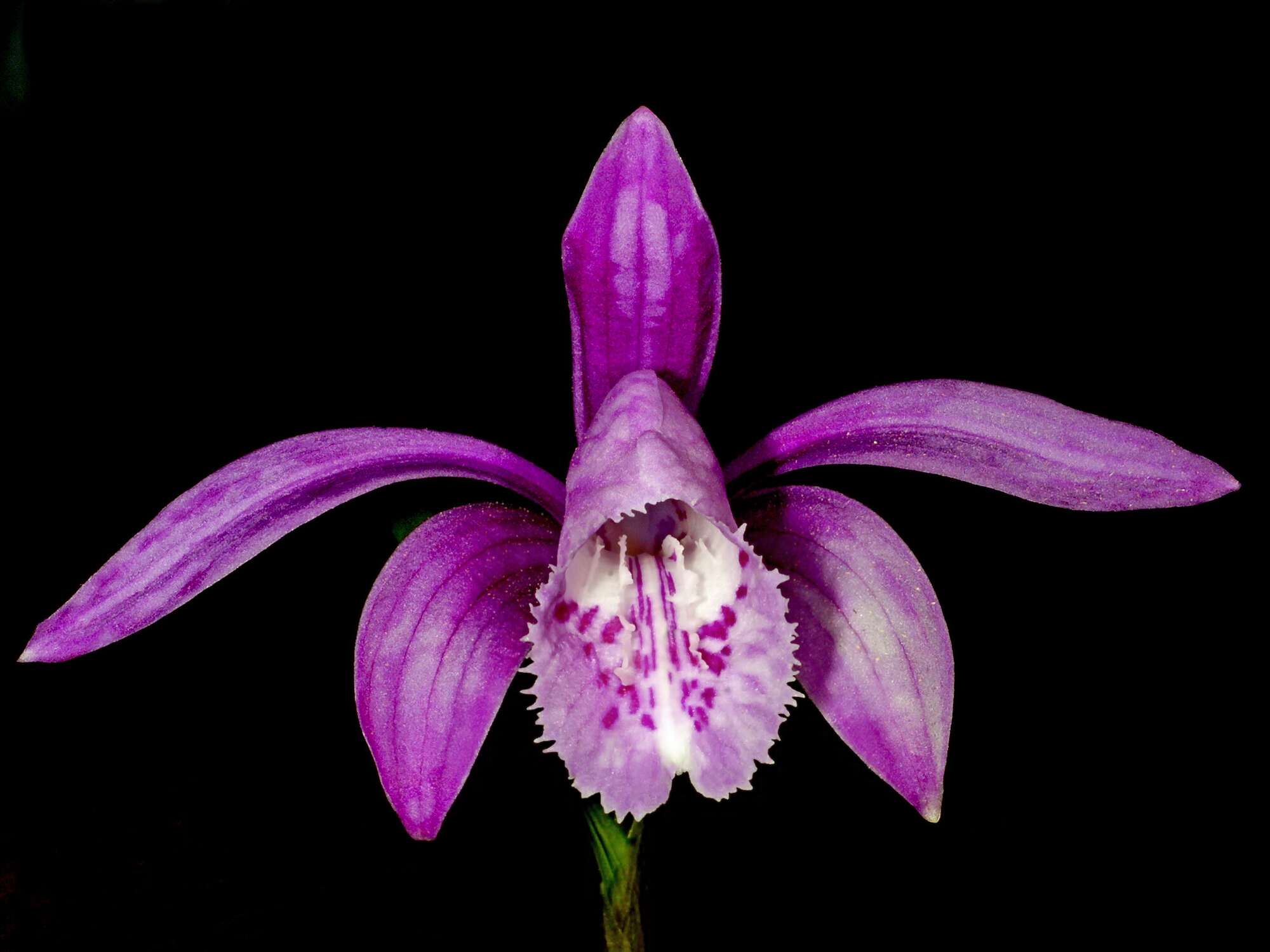 Plancia ëd Pleione