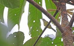 Image of Yellow-breasted Antwren