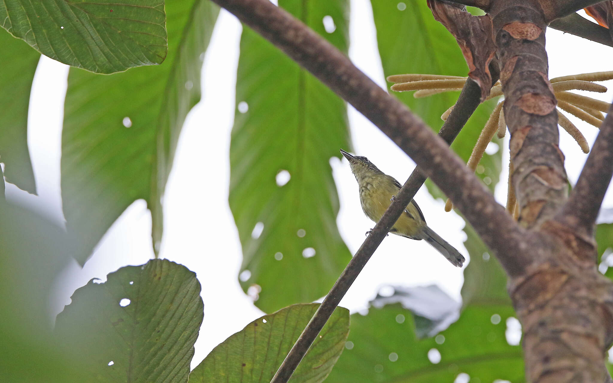 Image of Yellow-breasted Antwren