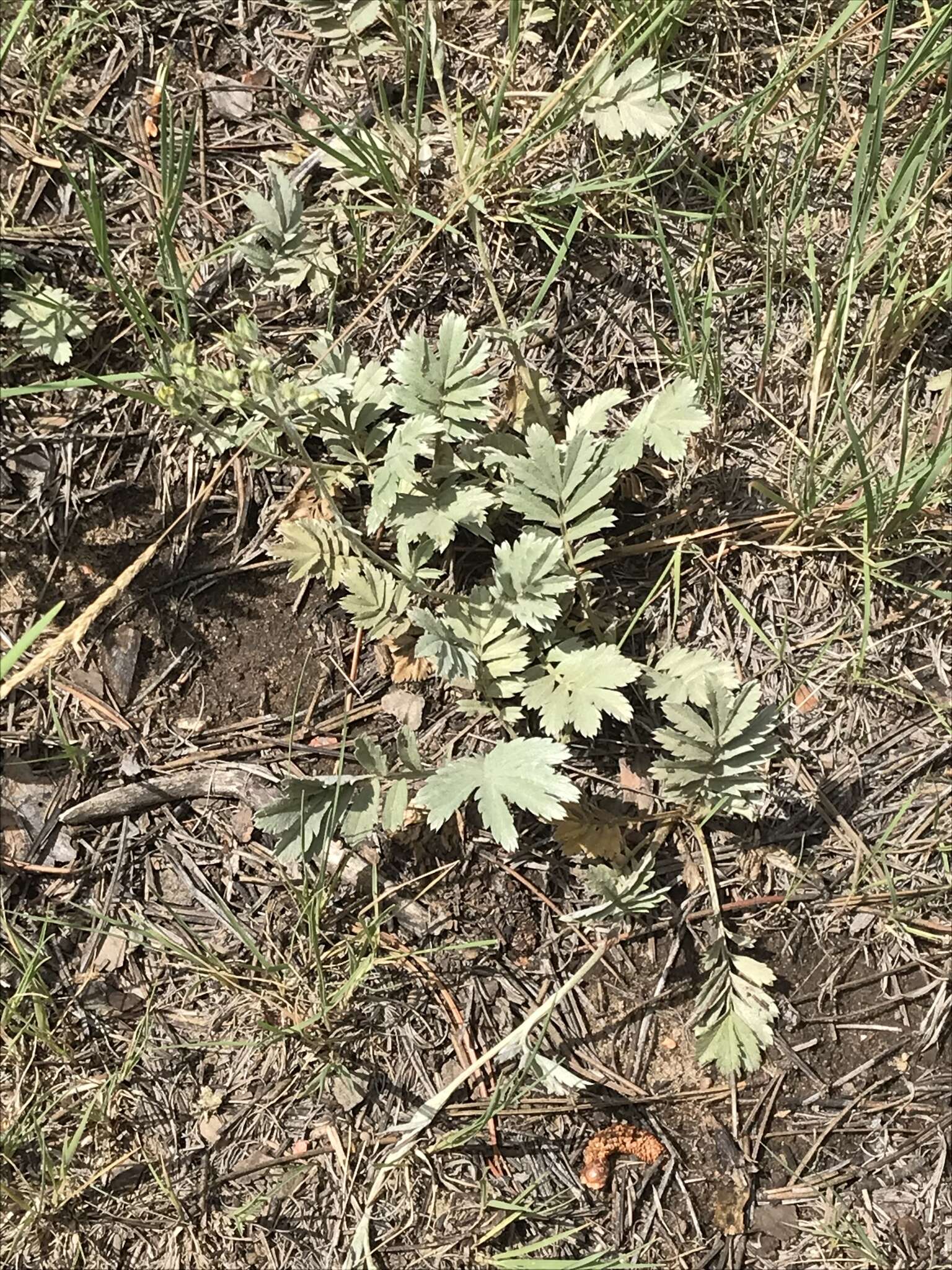 Image of woolly cinquefoil