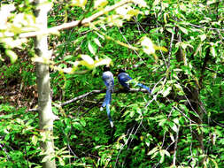 Image of Gold-billed Magpie