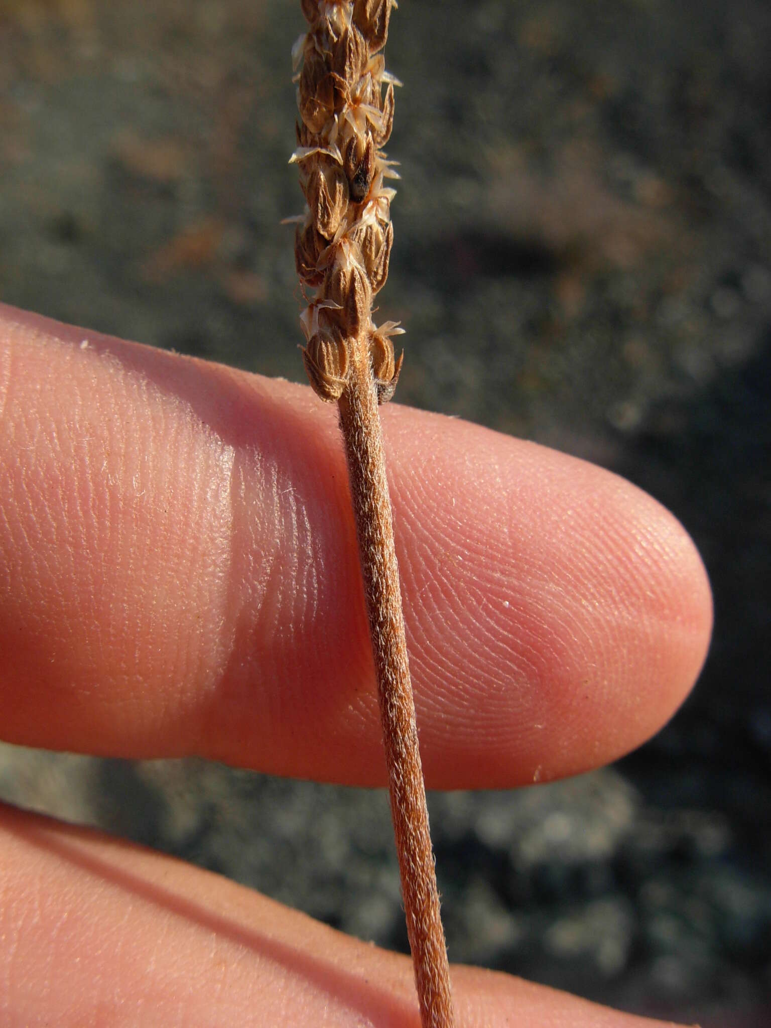 Image of Plantago maritima subsp. serpentina (All.) Arcangeli