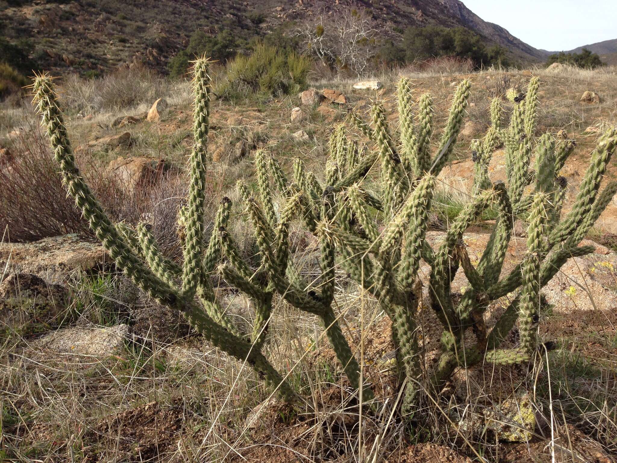 Image de Cylindropuntia bernardina