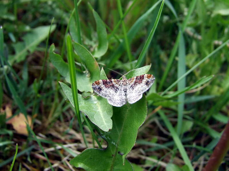 Image de Xanthorhoe decoloraria