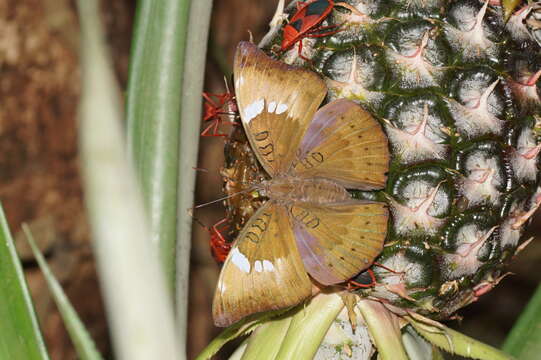 Image of <i>Probergrothius sanguinolens</i>