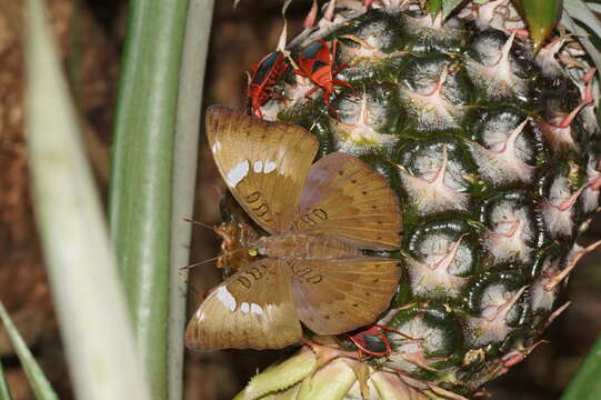 Image de <i>Probergrothius sanguinolens</i>