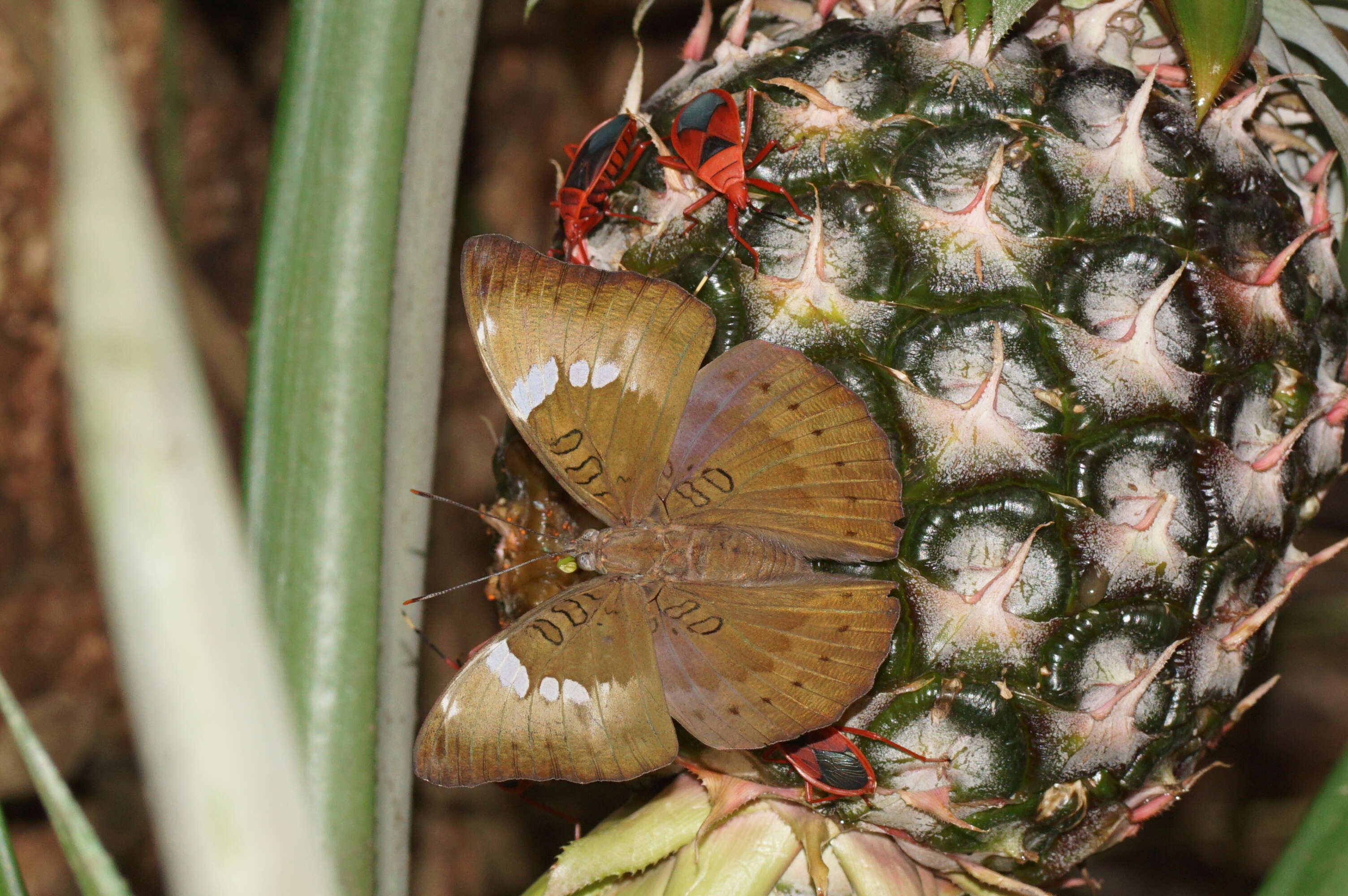 Image of <i>Probergrothius sanguinolens</i>