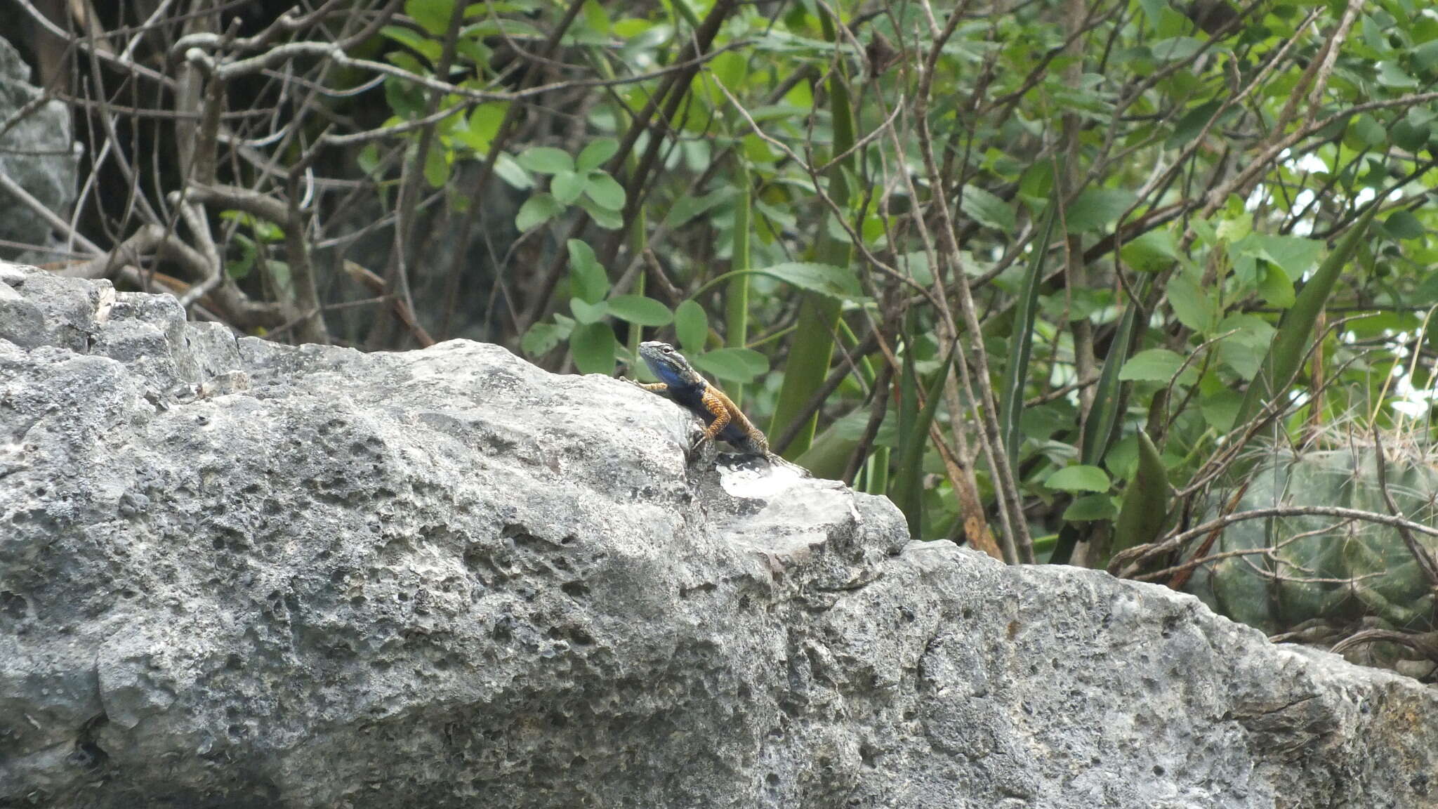 صورة Sceloporus ornatus Baird 1859