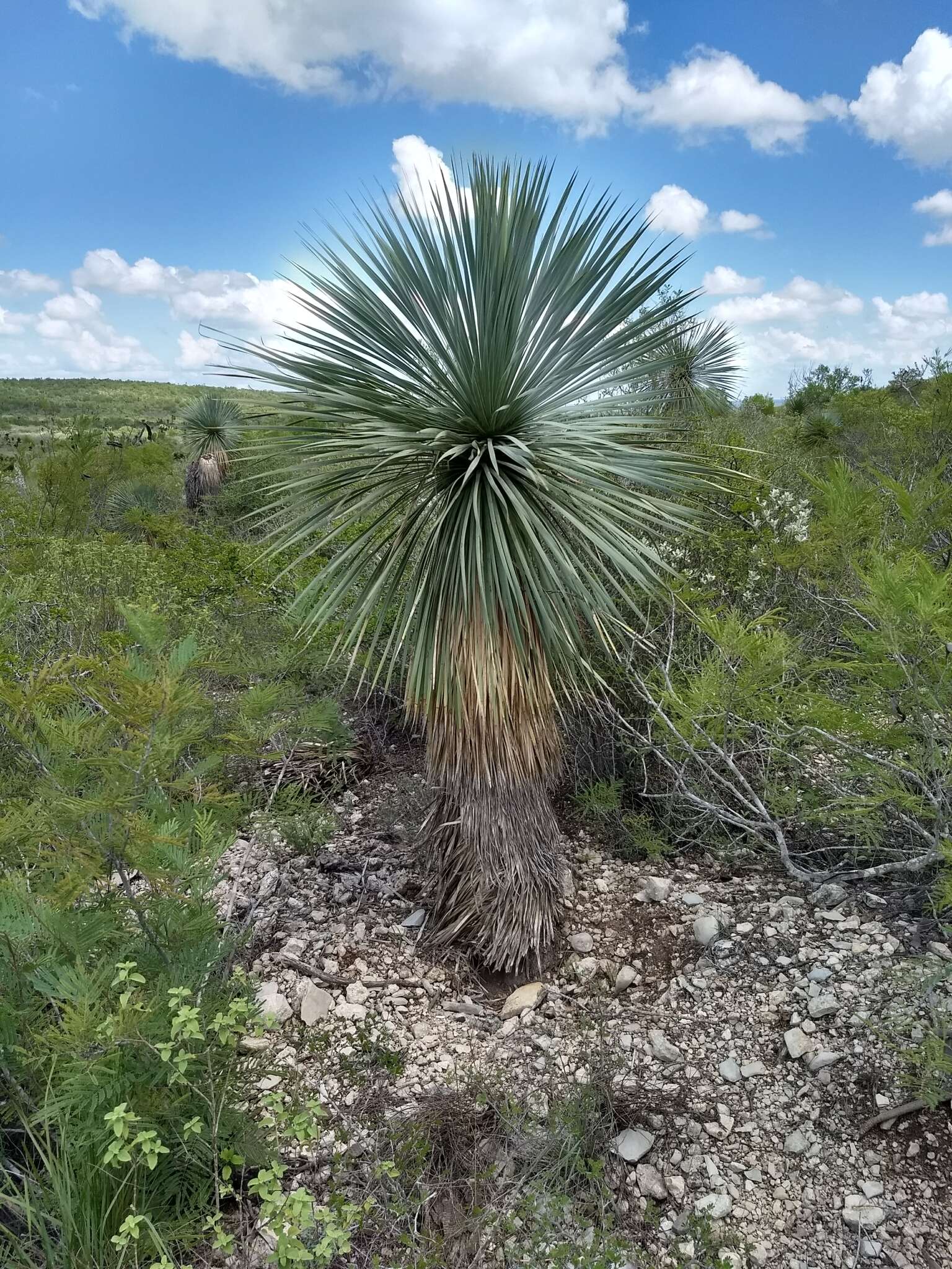 Image of Yucca rostrata Engelm. ex Trel.