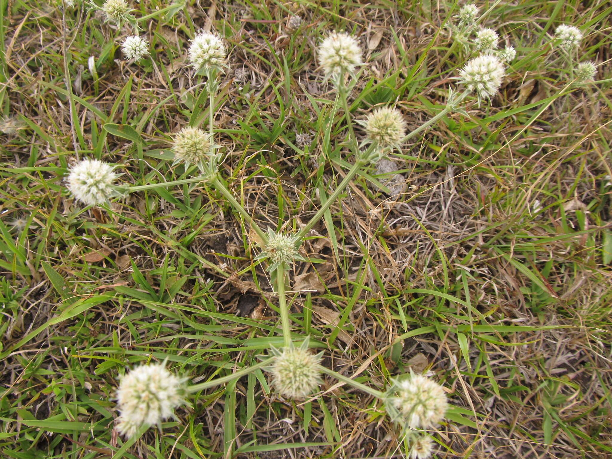 Eryngium nudicaule Lam. resmi