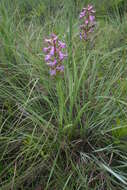 Image of Disa stachyoides Rchb. fil.