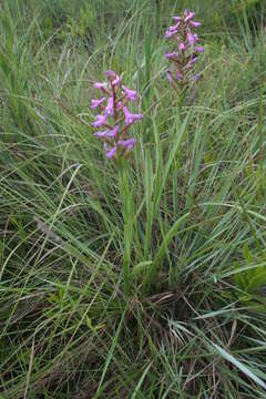 Imagem de Disa stachyoides Rchb. fil.