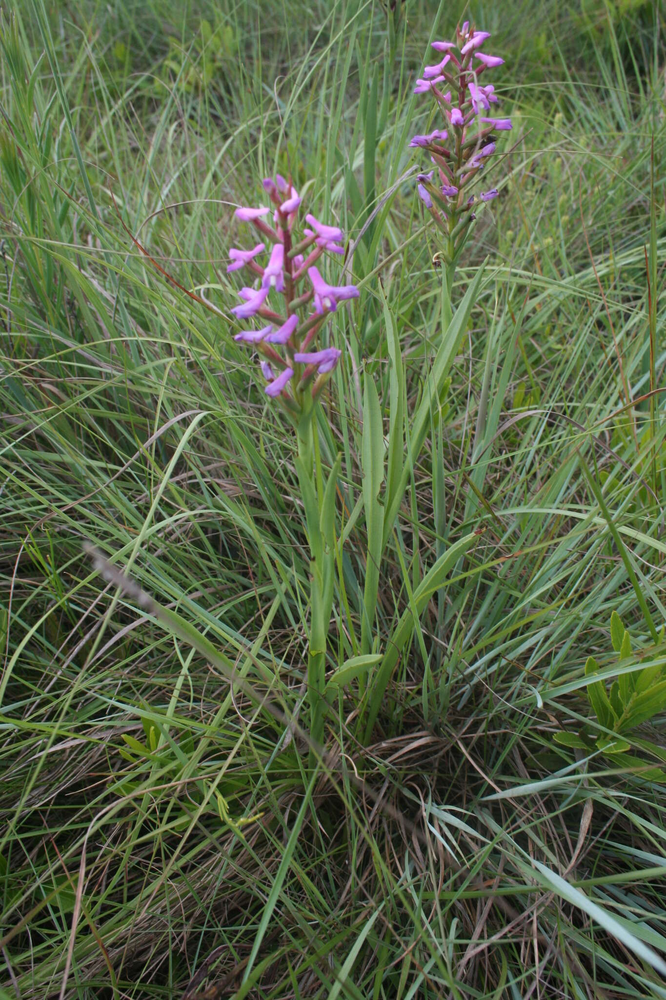 Image of Disa stachyoides Rchb. fil.