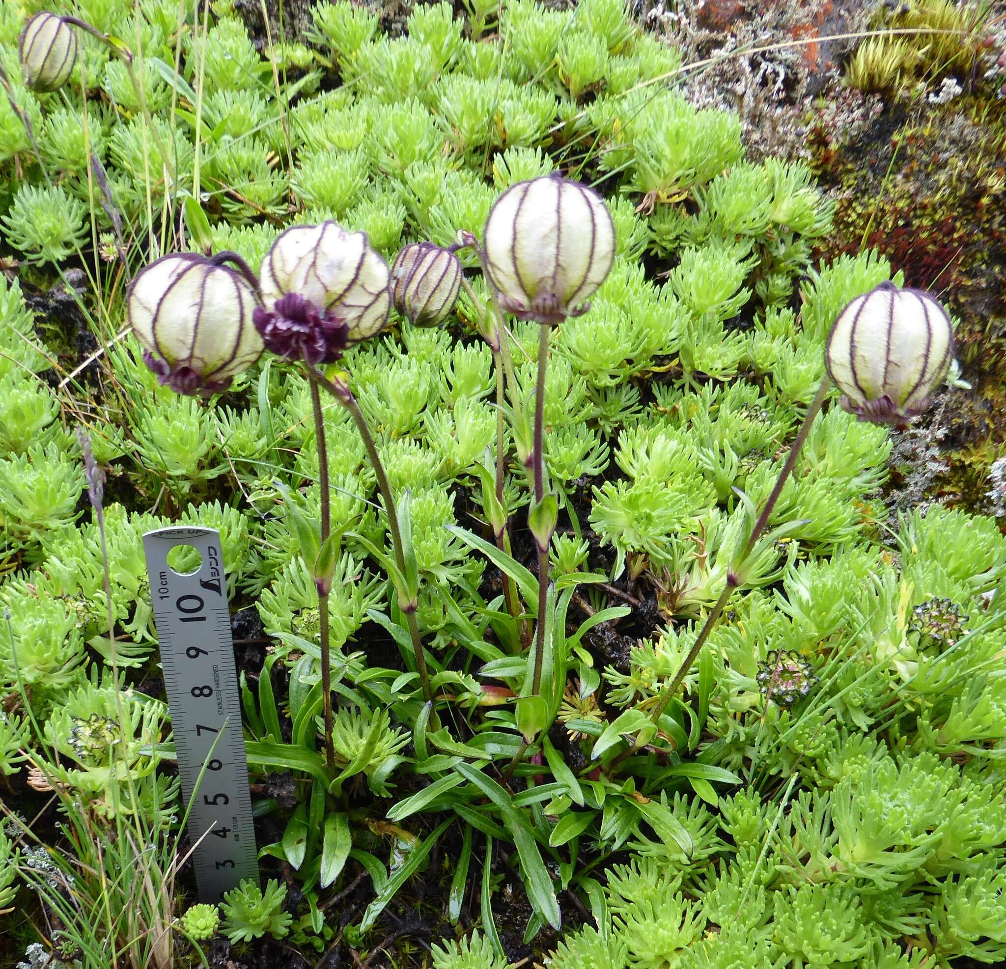 Plancia ëd Silene nigrescens (Edgew.) Majumdar