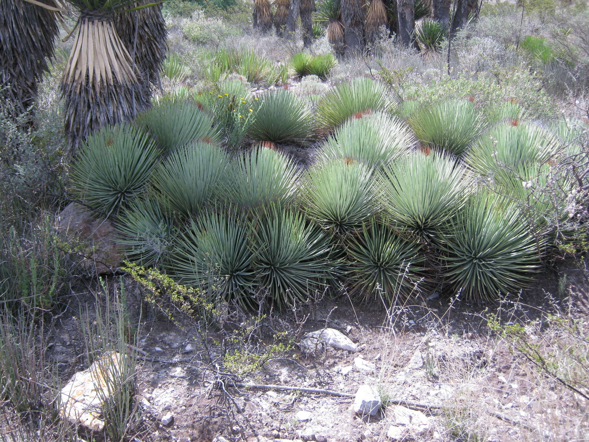 Agave striata subsp. striata resmi