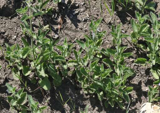 Слика од Stachys rigida subsp. quercetorum (A. Heller) Epling