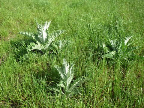 Image of Cotton Thistle