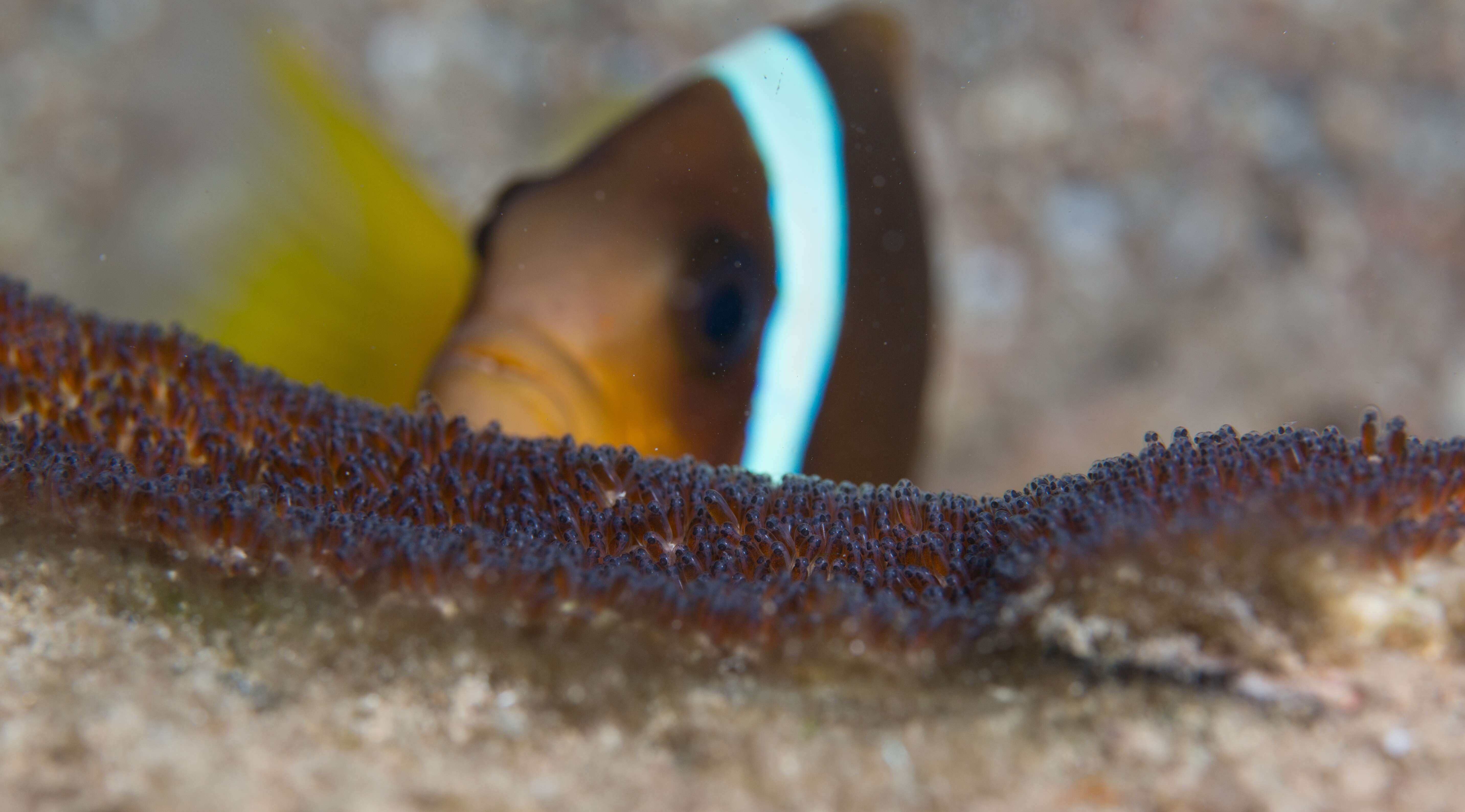 Image of Clownfish