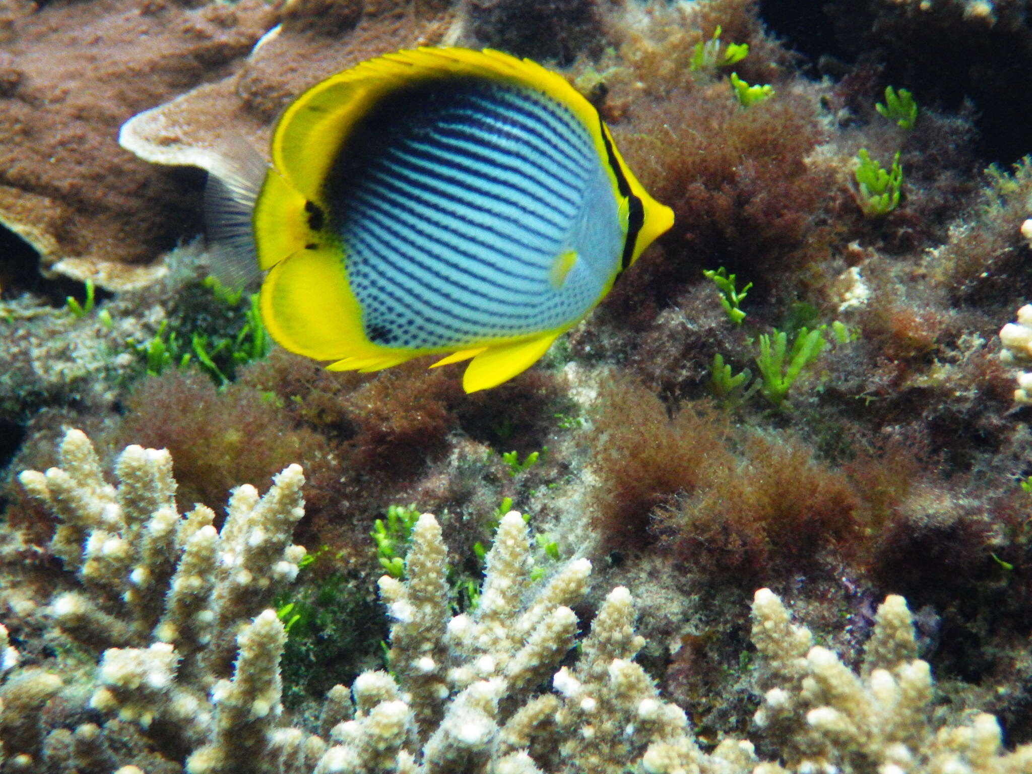 Image of Black-back Butterflyfish