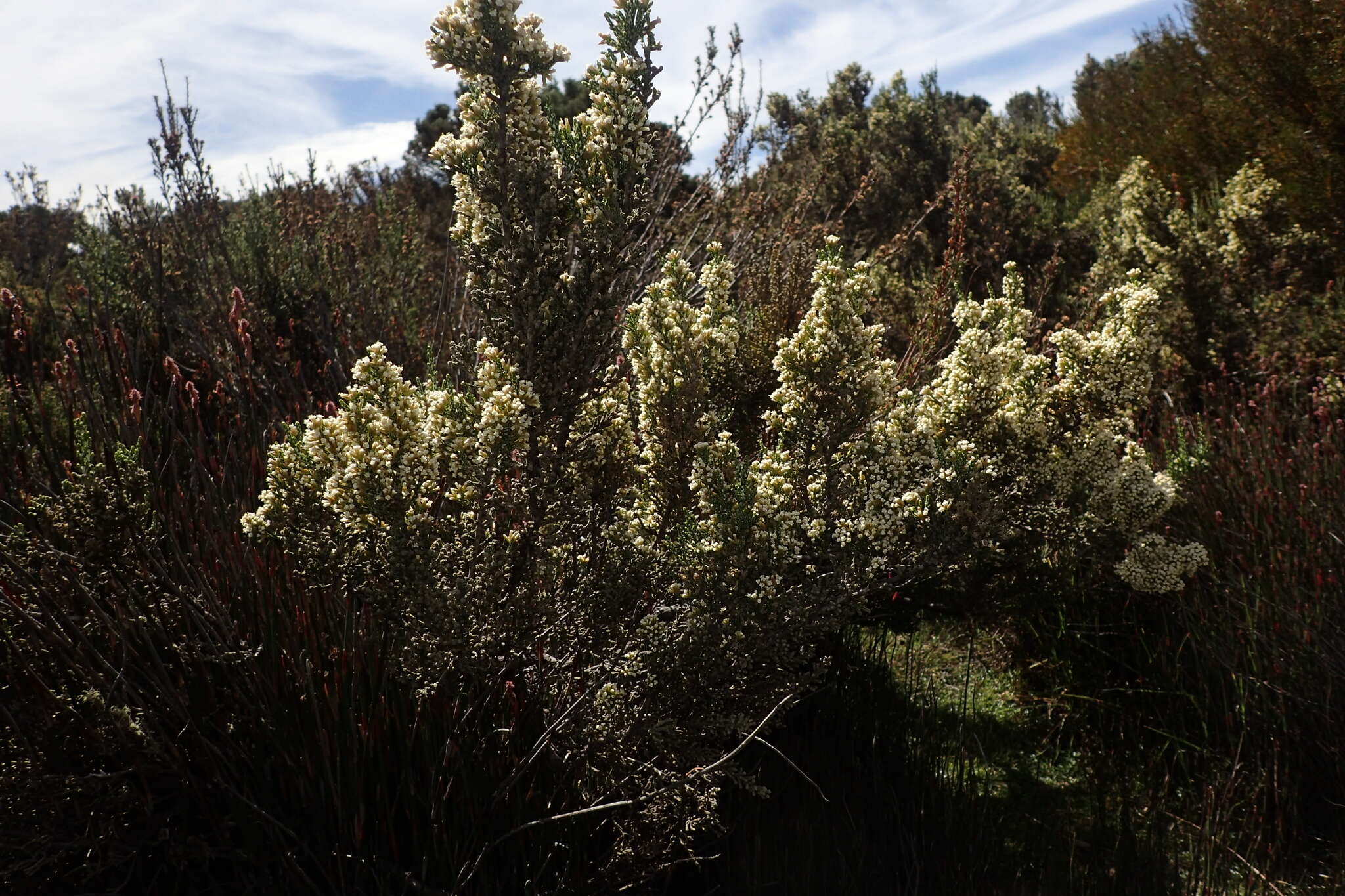 Image of Ozothamnus hookeri Sond.