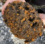 Image of crumb-of-bread sponge