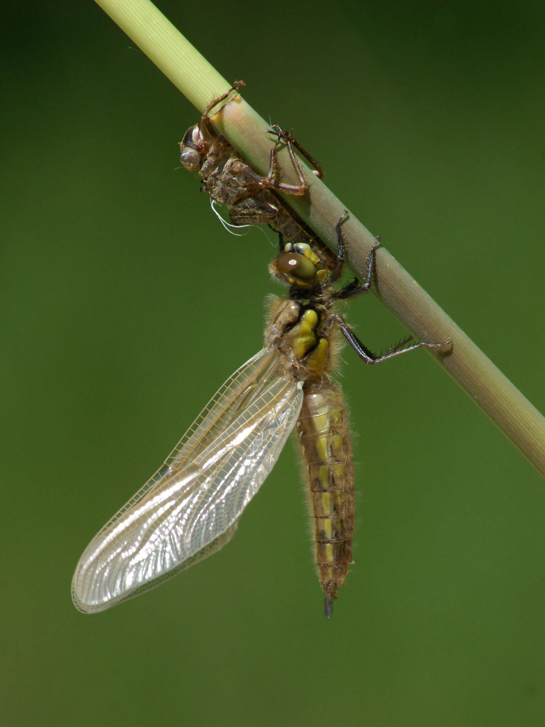 Image of Four-spotted Chaser