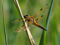 Image of Four-spotted Chaser