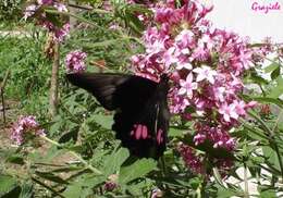 Image de Papilio anchisiades Esper 1788