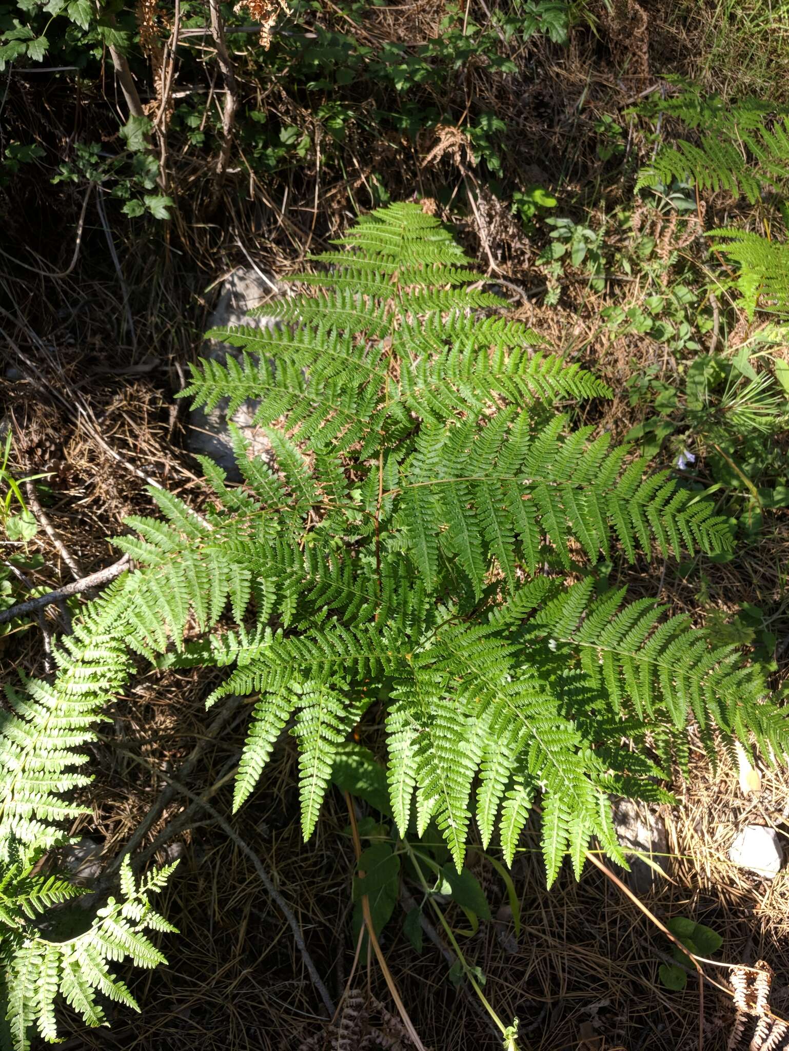 Image of Pteridium aquilinum subsp. aquilinum