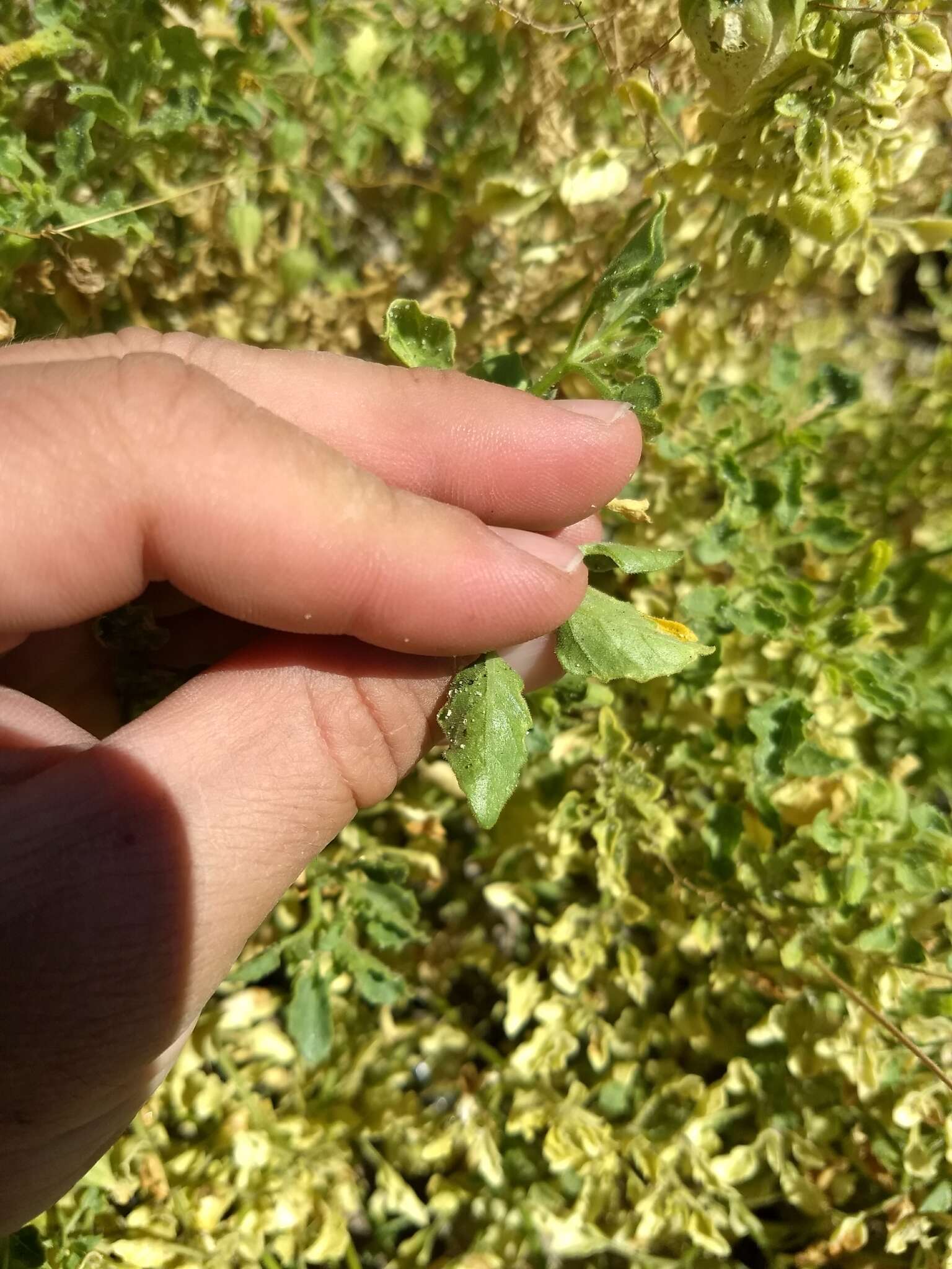 Image of Physalis crassifolia var. infundibularis I. M. Johnst.