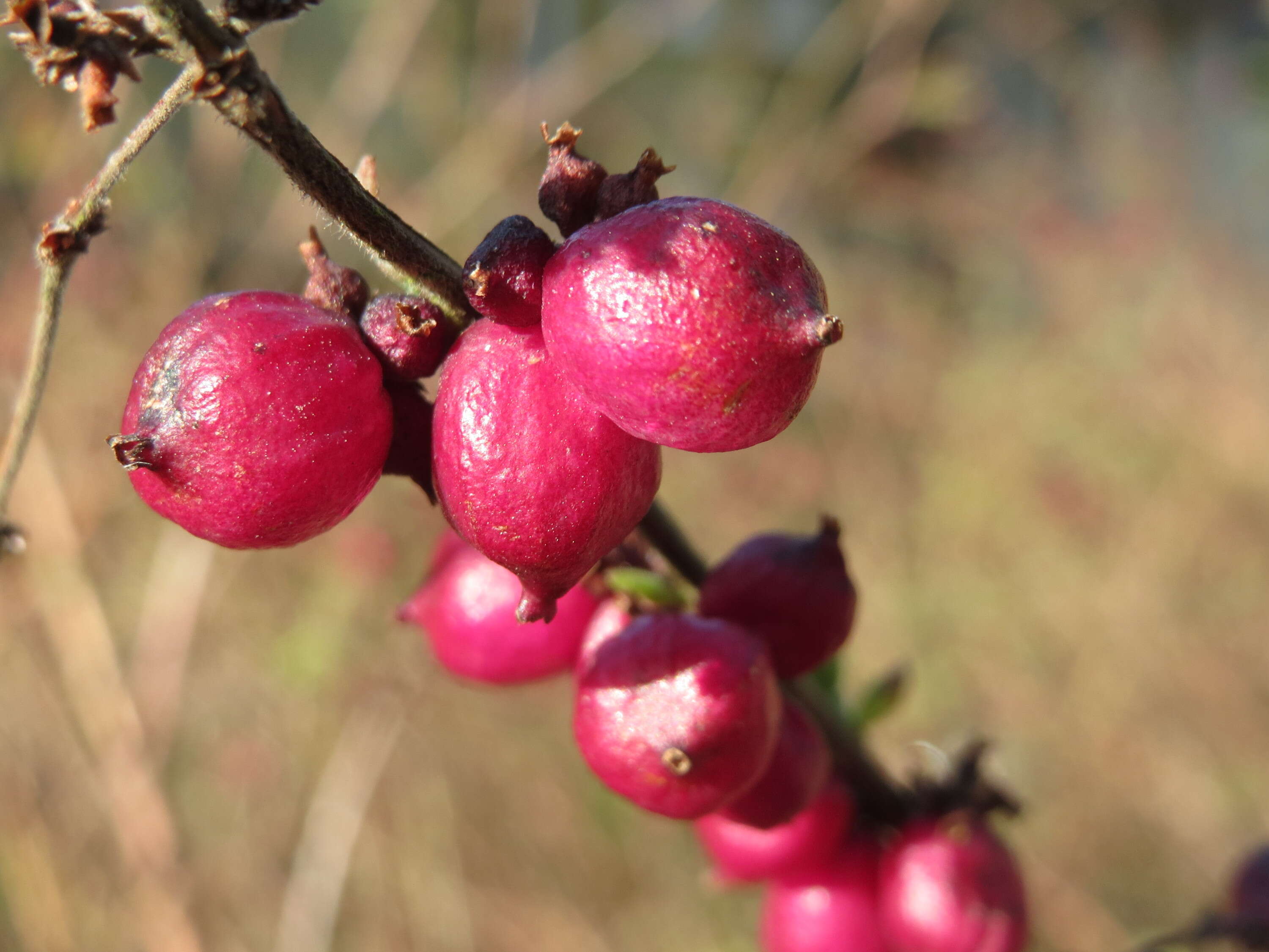 Image of coralberry