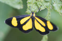 Image of Cyllopoda bipuncta Warren 1906