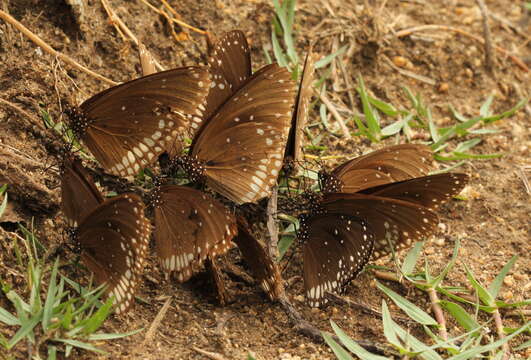 Image of Euploea sylvester Fabricius 1793