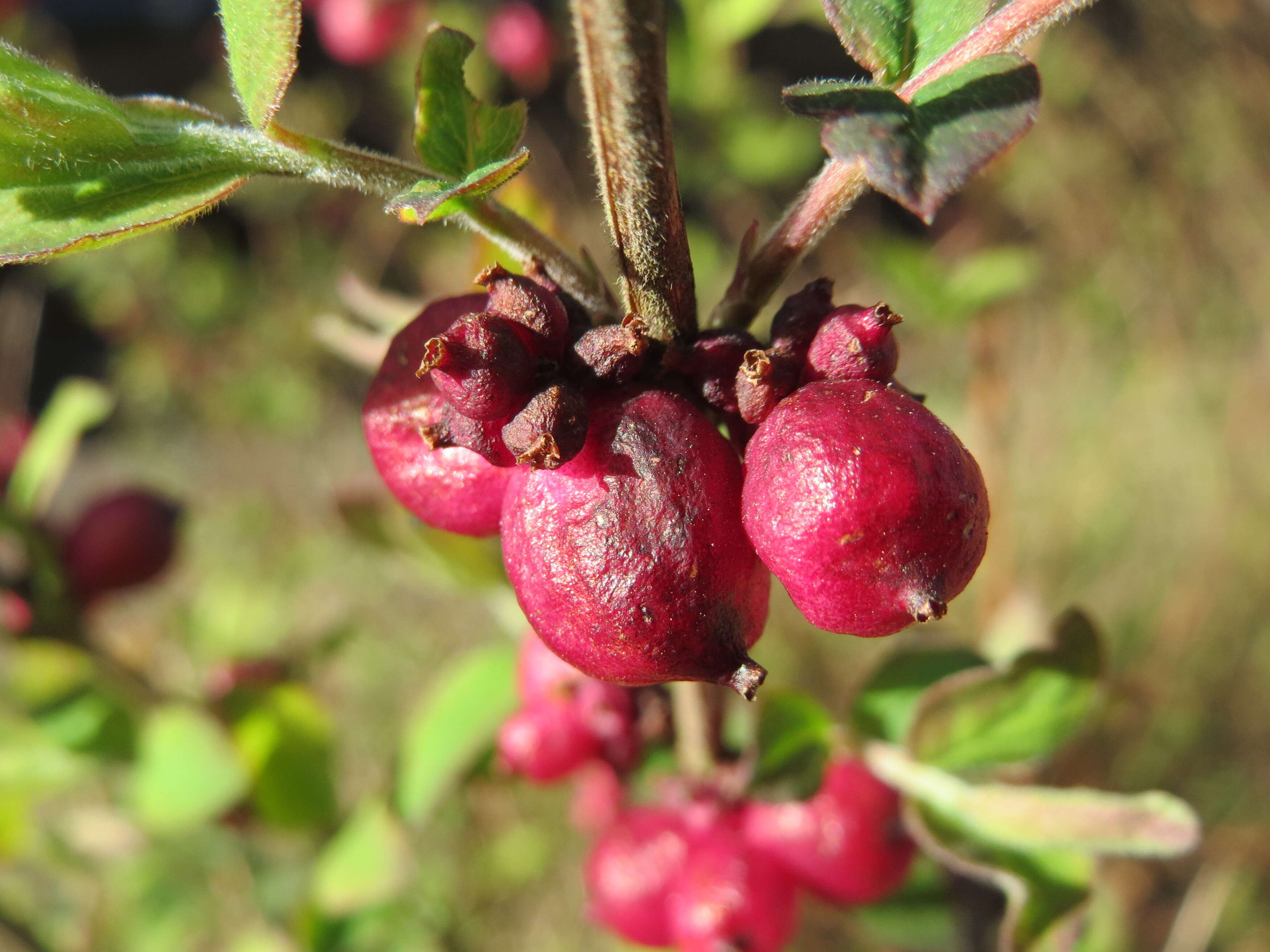 Image of coralberry