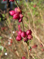 Sivun Symphoricarpos orbiculatus Moench kuva