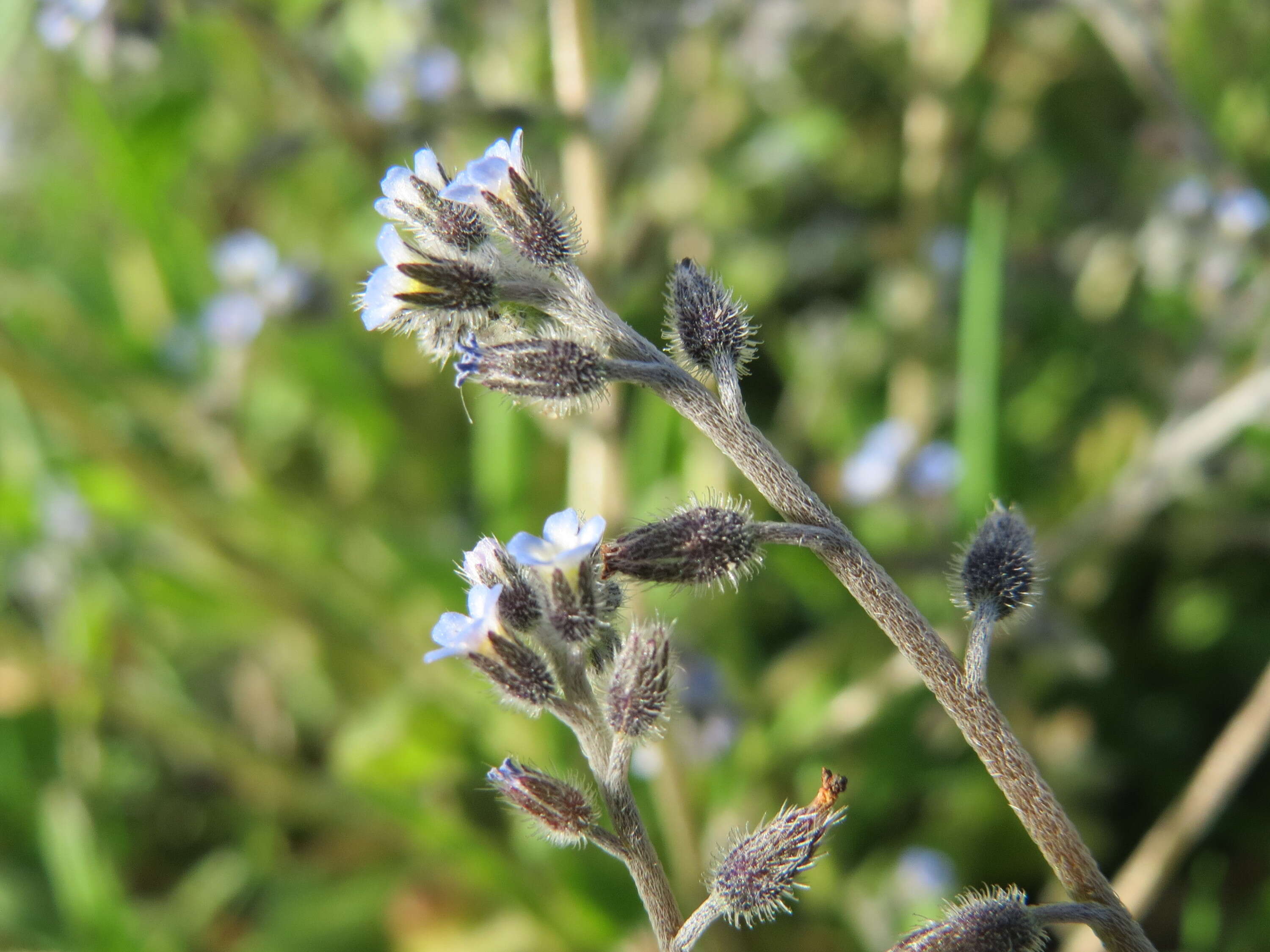 Image of strict forget-me-not