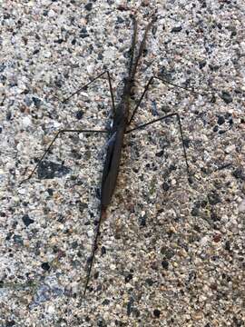 Image of Brown Waterscorpion