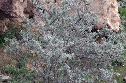 Image of Prunus scoparia (Spach) Schneider