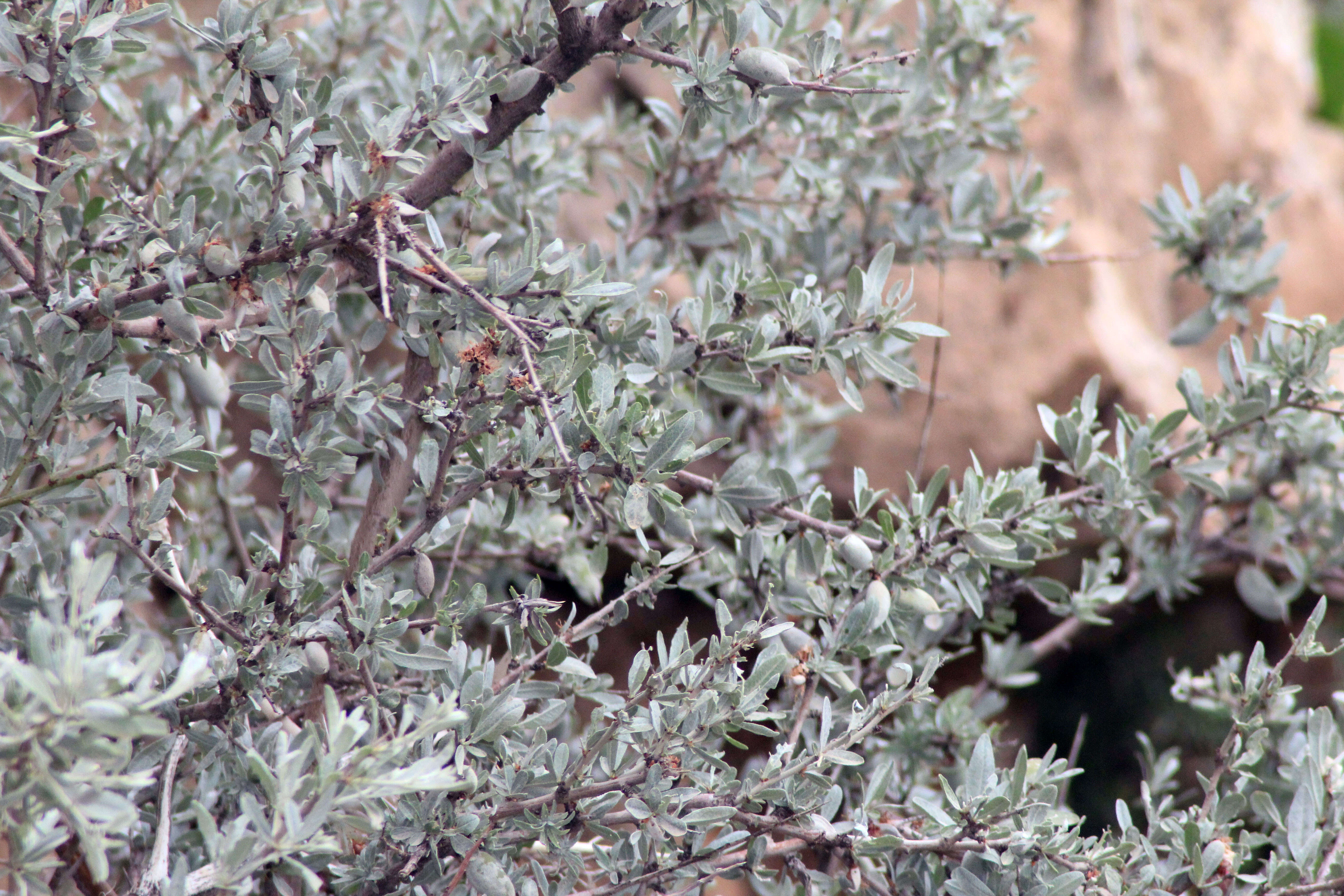 Image of Prunus scoparia (Spach) Schneider