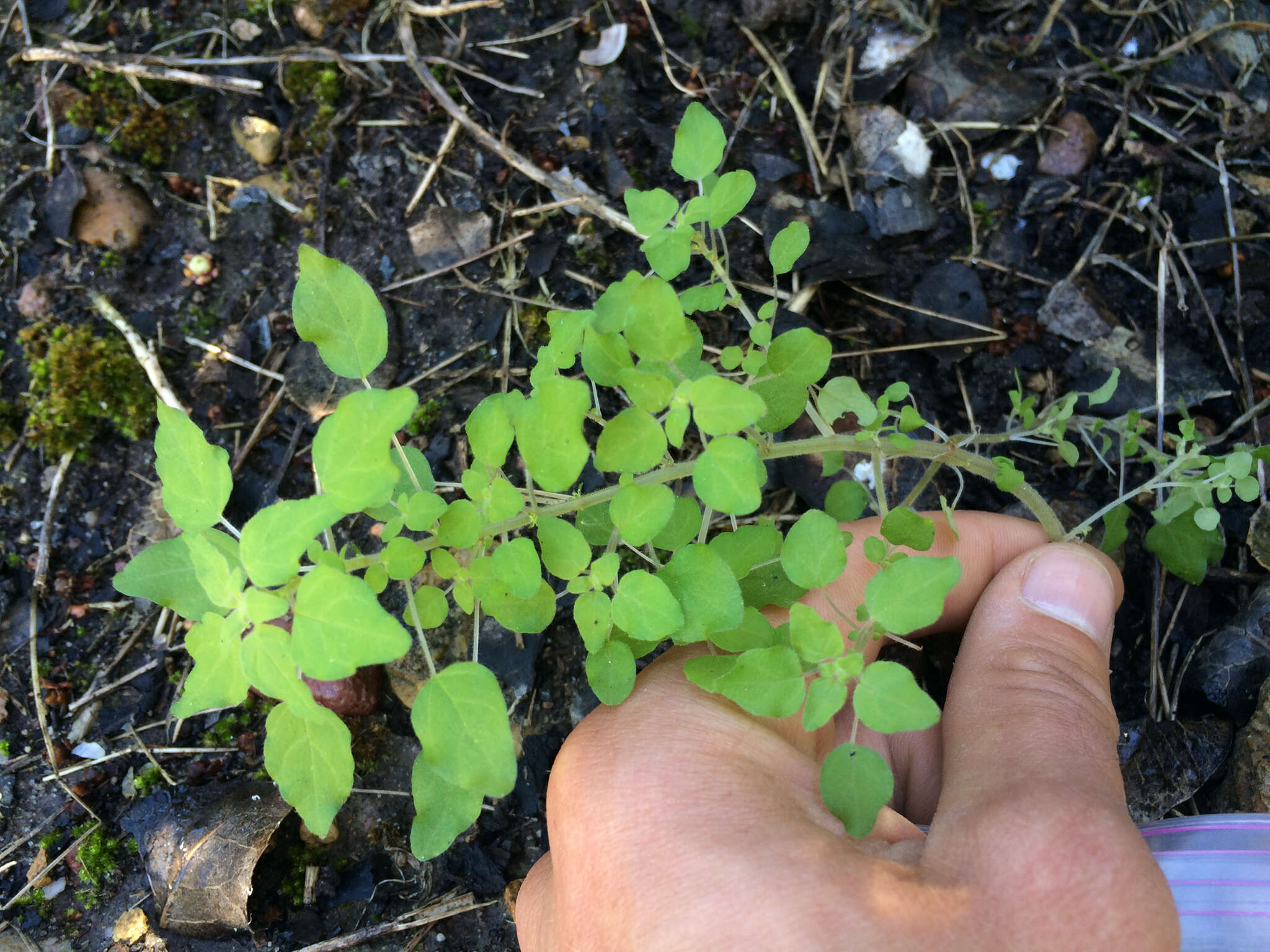 Image of California pellitory