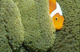 Image of White-bonnet anemonefish