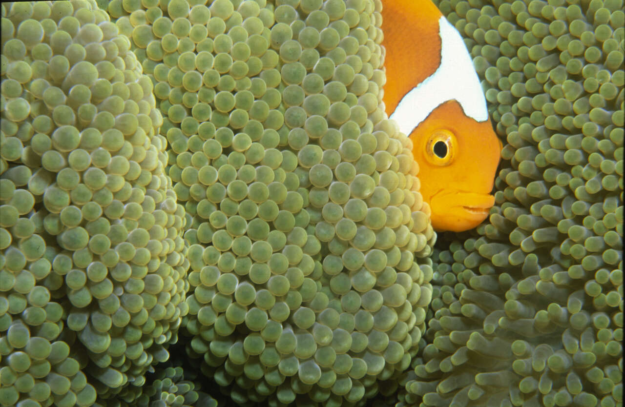 Image of White-bonnet anemonefish