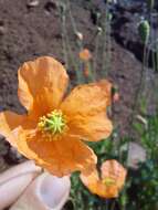 Image of Orange poppy