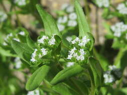 Image of Lewiston cornsalad